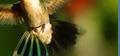 Hummingbird Imagery